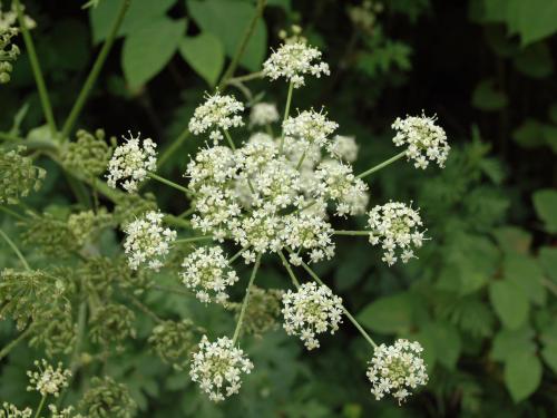 Berce commune(Heracleum sphondylium)_8