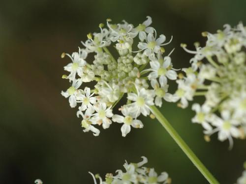 Berce commune(Heracleum sphondylium)_14