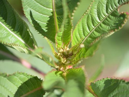 Impatiente glanduleuse (Impatiens glandulifera)_2