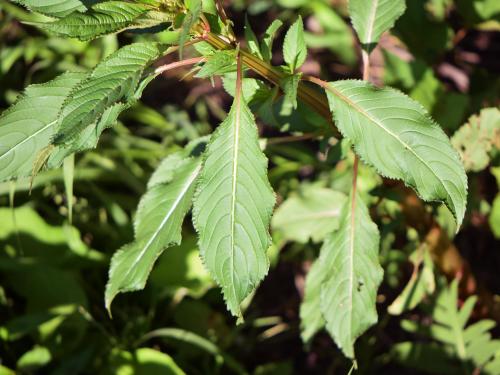 Impatiente glanduleuse (Impatiens glandulifera)_4