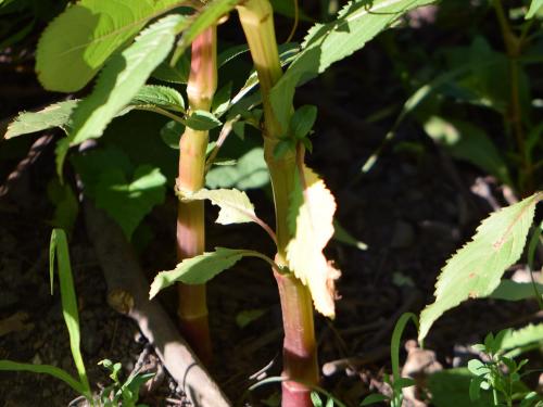 Impatiente glanduleuse (Impatiens glandulifera)_6