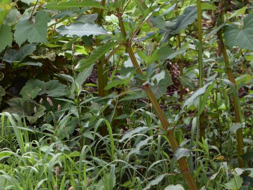 Impatiente glanduleuse (Impatiens glandulifera)_14