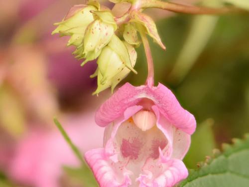 Impatiente glanduleuse (Impatiens glandulifera)_15