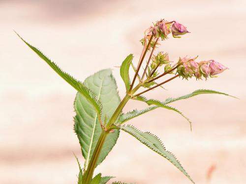 Impatiente glanduleuse (Impatiens glandulifera)_21