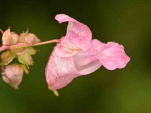 Impatiente glanduleuse (Impatiens glandulifera)_29