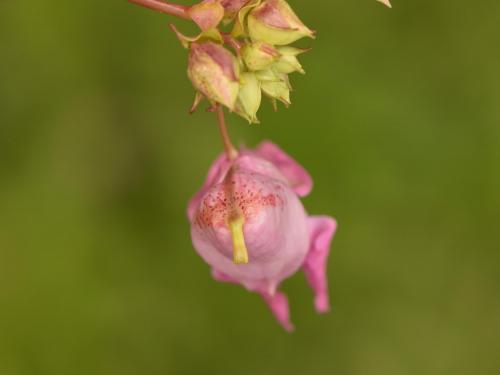 Impatiente glanduleuse (Impatiens glandulifera)_31