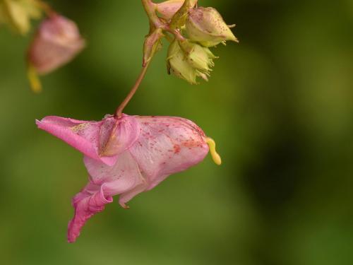 Impatiente glanduleuse (Impatiens glandulifera)_32