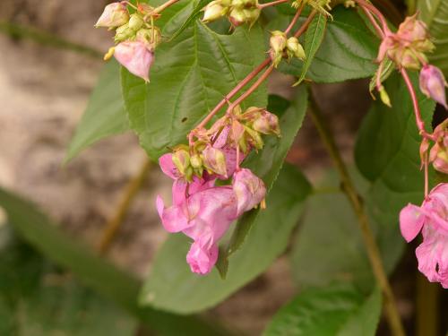 Impatiente glanduleuse (Impatiens glandulifera)_35