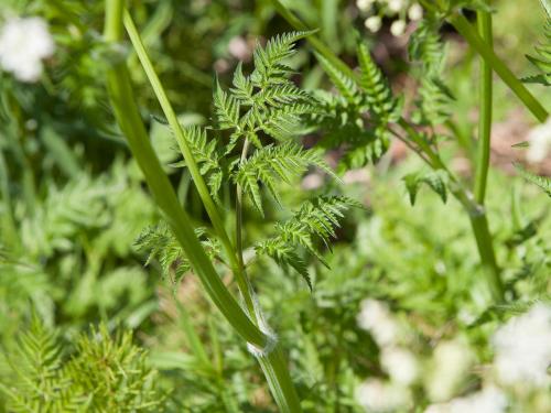 Anthrisque des bois(Anthriscus sylvestris)_1