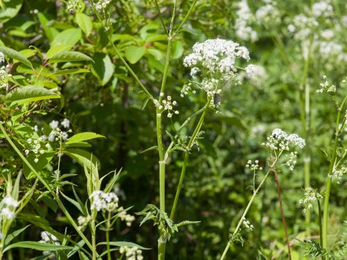 Anthrisque des bois(Anthriscus sylvestris)_2