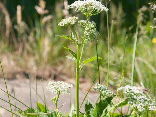 Égopode podagraire(Aegopodium podagraria)_8