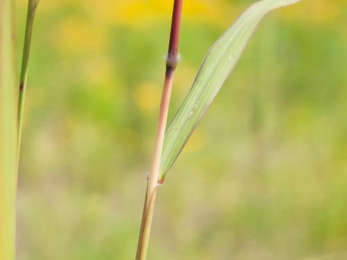 Miscanthus commun (Miscanthus sacchariflorus)_1