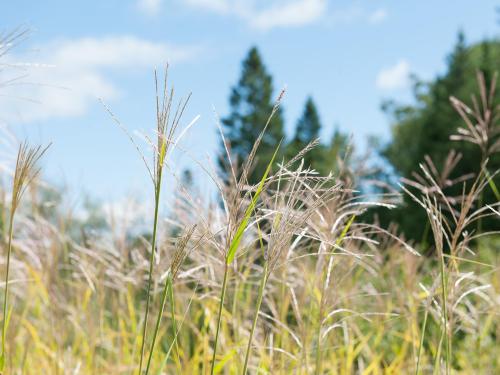 Miscanthus commun (Miscanthus sacchariflorus)_6