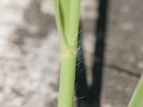 Miscanthus commun (Miscanthus sacchariflorus)_10