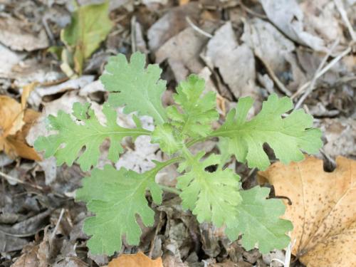 Seneçon visqueux (Senecio viscosus)_4