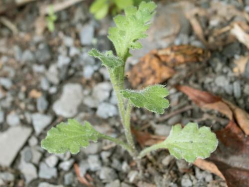 Seneçon visqueux (Senecio viscosus)_8