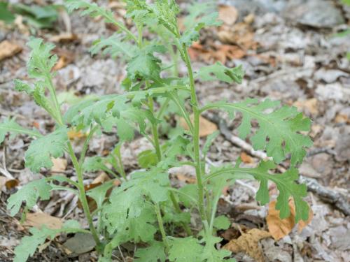 Seneçon visqueux (Senecio viscosus)_9