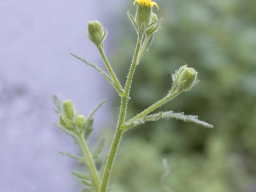 Seneçon visqueux (Senecio viscosus)_15