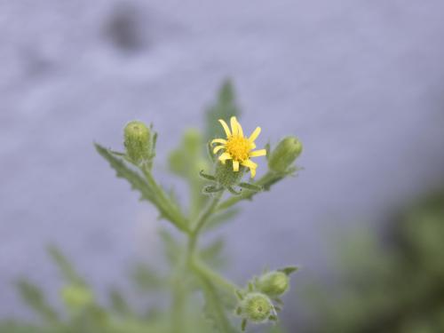 Seneçon visqueux (Senecio viscosus)_17