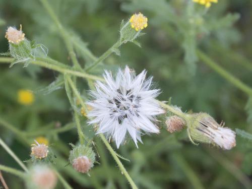 Seneçon visqueux (Senecio viscosus)_18