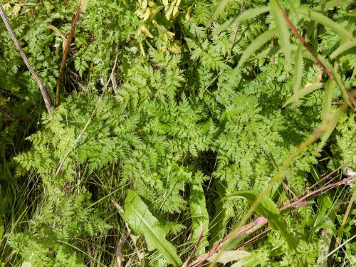 Anthrisque des bois(Anthriscus sylvestris)_10