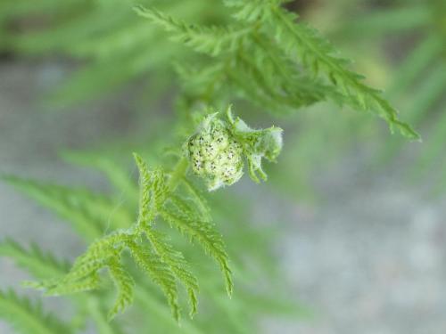 Tanaisie vulgaire (Tanacetum vulgare)_1