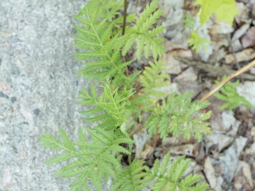 Tanaisie vulgaire (Tanacetum vulgare)_2