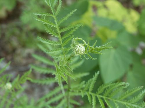 Tanaisie vulgaire (Tanacetum vulgare)_4