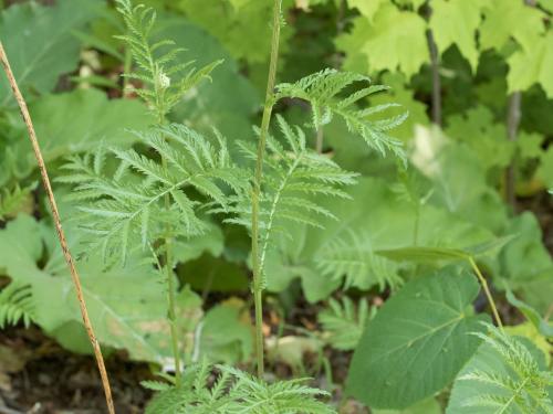 Tanaisie vulgaire (Tanacetum vulgare)_5