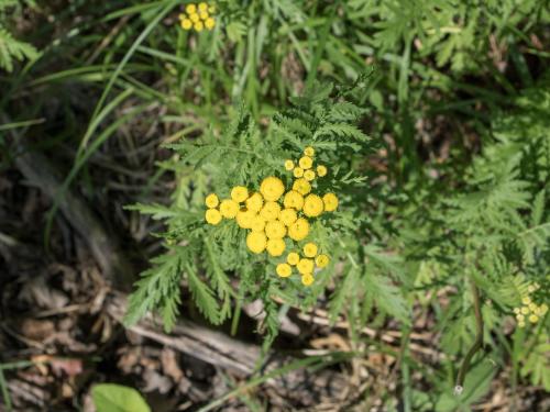 Tanaisie vulgaire (Tanacetum vulgare)_6