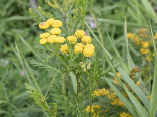 Tanaisie vulgaire (Tanacetum vulgare)_10