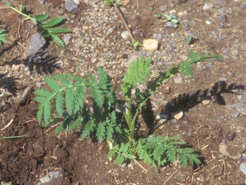 Tanaisie vulgaire (Tanacetum vulgare)_14