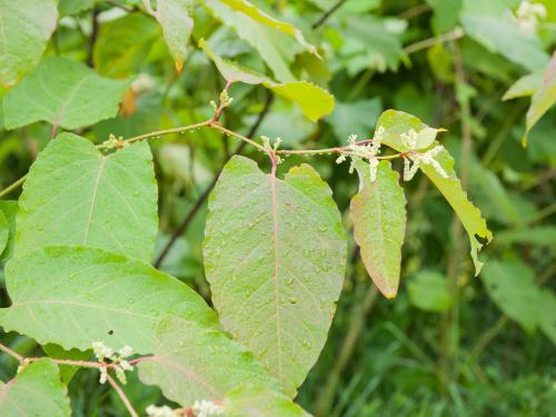 Renouée Sakhaline (Reynoutria sachalinensis)_1