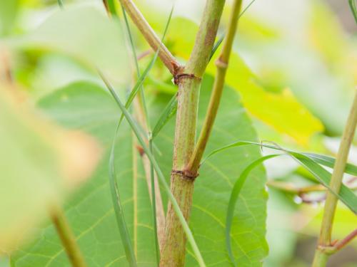 Renouée Sakhaline (Reynoutria sachalinensis)_6