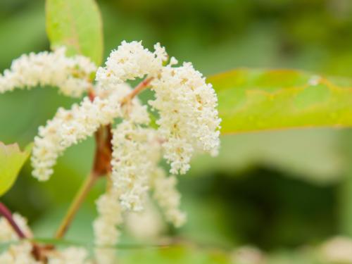 Renouée Sakhaline (Reynoutria sachalinensis)_8