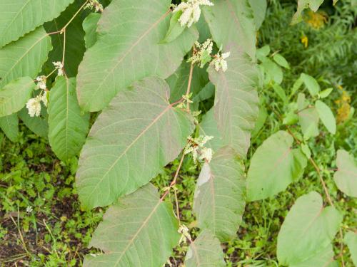 Renouée Sakhaline (Reynoutria sachalinensis)_10