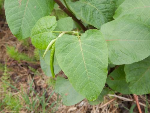 Renouée Sakhaline (Reynoutria sachalinensis)_18