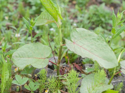 Renouée Sakhaline (Reynoutria sachalinensis)_22