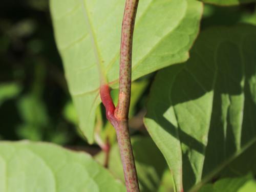 Renouée Japon (Reynoutria japonica)_23