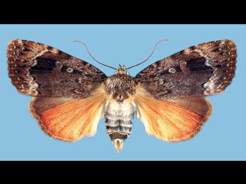 Noctuelle cuivrée (Amphipyra pyramidoides)_3