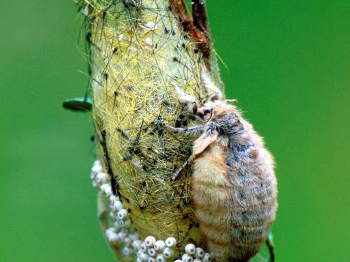 Chenille à houppes rousses (Orgyia antiqua)_1