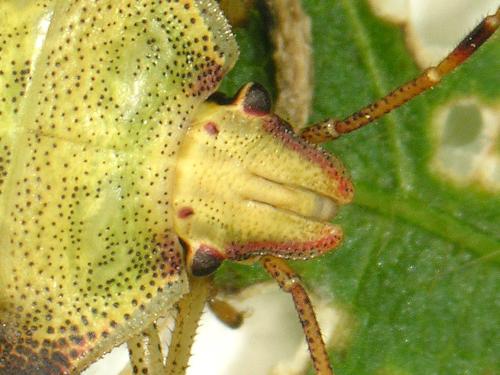 Punaise brune (Euschistus servus)