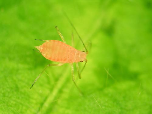 Puceron de la pomme de terre (Macrosiphum euphorbiae)_1