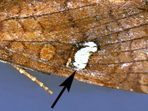 Noctuelle du fraisier (Amphipoea interoceanica)_3