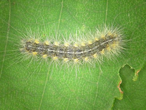 Chenille à tente estivale (Hyphantria cunea)_4