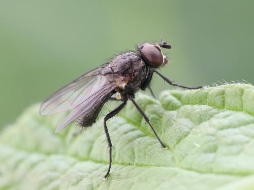 Mouche du framboisier (Pegomya rubivora)_4