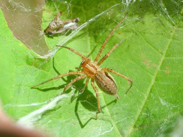 Gnaphosidés (Gnaphosidae)