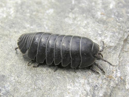 Cloporte vulgaire (Armadillidium vulgare)_1