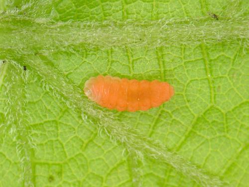 Cécidomyie gallicole de la tomate et de la vigne (Janetiella brevicauda)_1