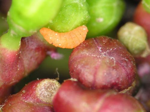 Cécidomyie gallicole de la tomate et de la vigne (Janetiella brevicauda)_2